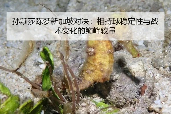 sun-ying-sha-chen-meng-xin-jia-po-dui-jue-xiang-chi-qiu-wen-ding-xing-yu-zhan-shu-bian-hua-de-dian-feng-jiao-liang-2-927.jpg