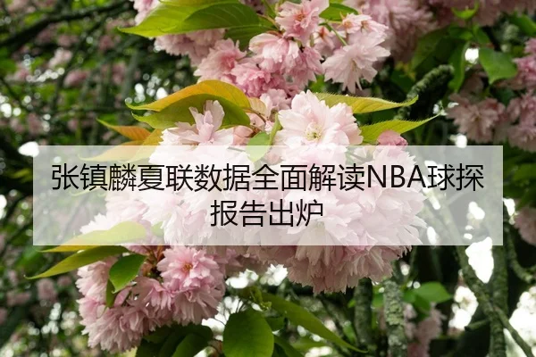 张镇麟夏联数据全面解读NBA球探报告出炉