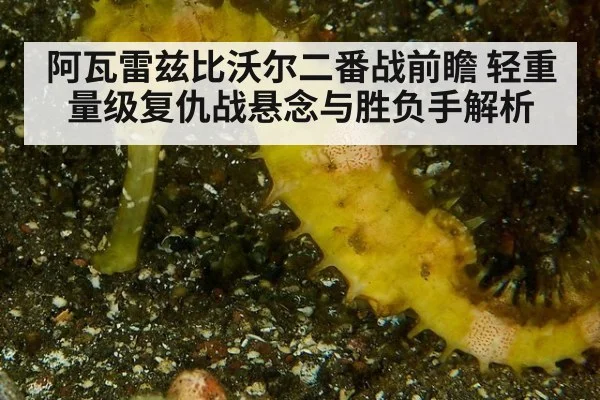 阿瓦雷兹比沃尔二番战前瞻 轻重量级复仇战悬念与胜负手解析
